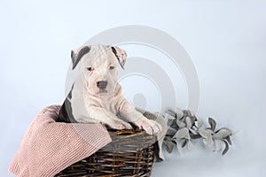 Funny cute puppy American Staffordshire Terrier sitting in basket on light blue background, studio portrait, close-up