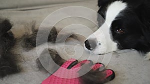 Funny cute puppy dog border collie with fur in moulting lying on couch at home. Furry dog and wool in annual spring or