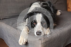 Funny cute puppy dog border collie lying down on couch at home indoors. Pet dog resting ready to sleep on cozy sofa. Pet
