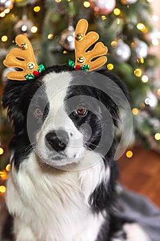 Funny cute puppy dog border collie wearing Christmas costume deer horns hat near christmas tree at home indoors
