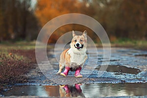 Funny cute puppy red dog Corgi stands on the road in rubber boots near puddles in autumn Sunny clear Park on a walk after rain