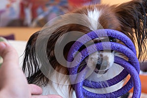 Funny and cute purebred papillon dog looks between dog toy rings. Pedigreed continental toy spaniel interacts with his owner by