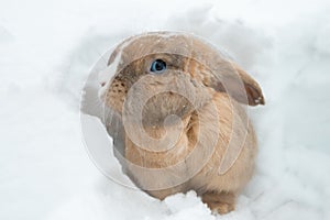 Funny cute rabbit with blue eyes sitting in snow.