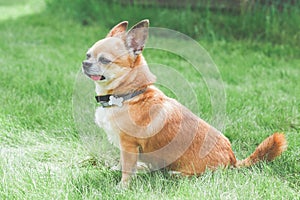 red brown dog chihuahua sitting on a green lawn, sticking out his tongue