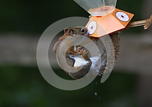 Funny cute Red Squirrel drinking out of an oriole feeder