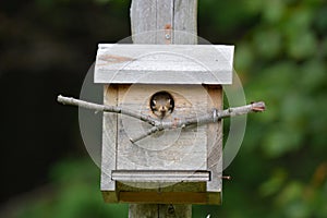 Funny cute Red Squirrel hiding in a bird house