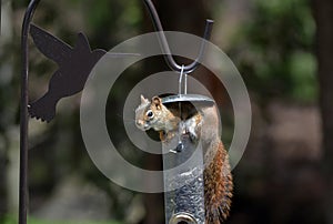 Funny cute Red Squirrel stealing sunflower seeds from a bird feeder