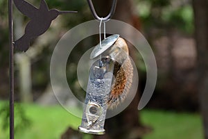 Funny cute Red Squirrel stealing sunflower seeds from a bird feeder