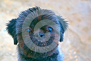 Funny cute shorn muzzle of a black cute dog of breed Shih Tsu close-up.