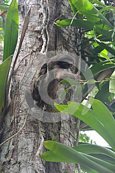 Sloth hanging in a tree in Bocas del Toro Panama photo