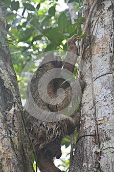 Sloth hanging in a tree in Bocas del Toro Panama photo