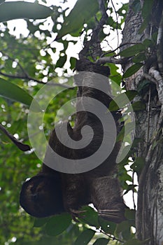 Sloth hanging in a tree in Bocas del Toro Panama photo
