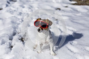 Funny cute small dog wearing red ski goggles in the snow. Sunny weather. Pets outdoors