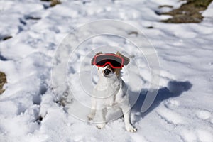 Funny cute small dog wearing red ski goggles in the snow. Sunny weather. Pets outdoors