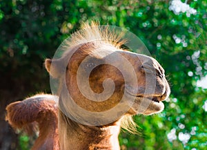 Funny cute smiling camel head portrait close up on a sunny day in the zoo.
