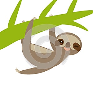 Funny and cute smiling Three-toed sloth on green branch, isolated