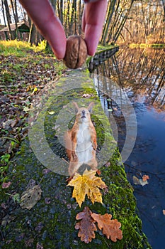 Funny cute squirrel looks at human hand with nut