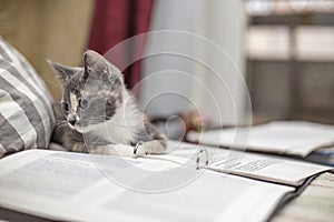 Funny, cute tricolor kitten lay down to rest on a folder with sheets of paper