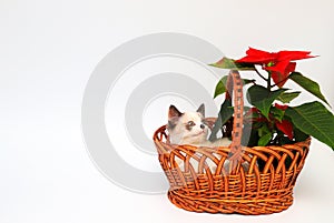 Funny cute white kitten, British Shorthair, sits in an orange basket with a red flower on a white background, isolate. Little beau