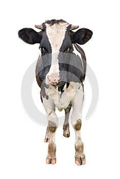 Funny cute young cow full length isolated on white. Looking at the camera black and white curious spotted cow close up.