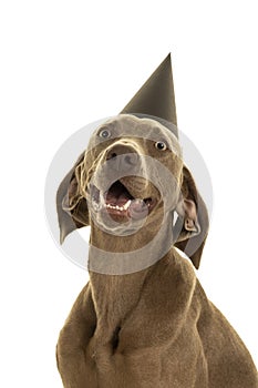 Funny cute young weimaraner dog head wearing a party hat looking at the camera isolated in white