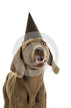 Funny cute young weimaraner dog head wearing a party hat looking at the camera isolated in white
