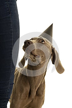 Funny cute young weimaraner dog head wearing a party hat looking up at his owner isolated in white