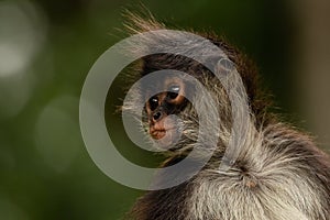 Funny cute Yukatan spider monkey in jungles, profile look