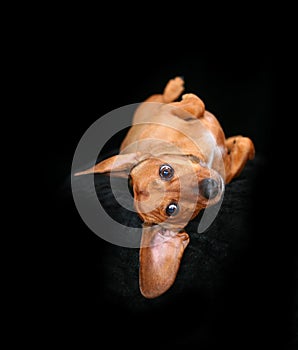 Funny Dachshund