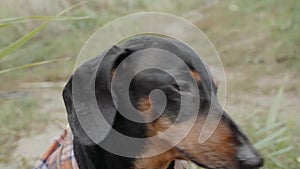 Funny Dachshund Barks And Blinks Looking To The Camera