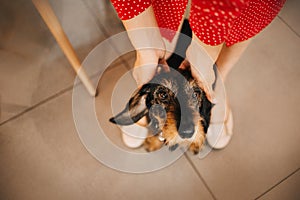 Funny dachshund dog being petted, top view