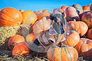 Funny Dachshund dog, black and tan, dressed in a village hat and a coat, standing on a heap a pumpkin harvest at the fair in the a