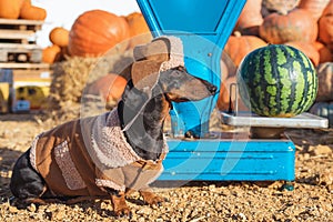 Funny Dachshund dog, black and tan, dressed in a village hat and a coat,stands on the background of harvest pumpkins and blue weig