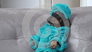 Funny dachshund dog in blue bathrobe and with towel wrapped around head after shower lies and chills on couch at lazy