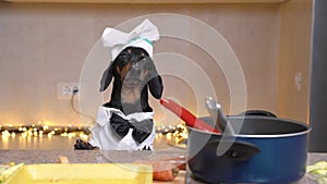 Funny dachshund dog in chef costume with bow tie is going to prepare delicious festive dinner in cooking show, barking