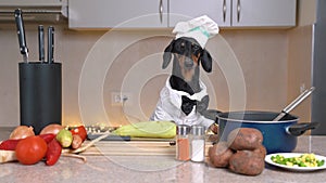 Funny dachshund dog dressed as chef participates in cooking show and is going to prepare healthy vegetable dish. Pet