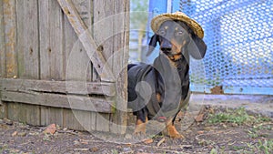 Funny dachshund dog farmer in vest and straw hat leaves yard through handmade wooden gate. Landowner examines his land