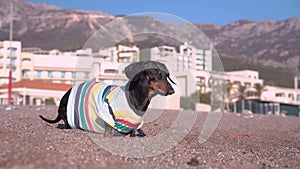 Funny dachshund dog found electric cable buried in sand while playing on beach. Incorrectly installed urban