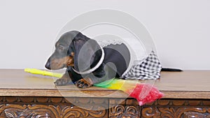 funny dachshund dog in maid uniform with aprons lies on wooden surface, feather duster for cleaning is lying nearby