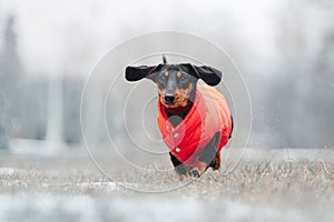 Funny dachshund dog running outdoors in a red jacket