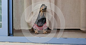 Funny dachshund dog sits covered with curtain as a hood, it looks around and then leaves away. Pet is fooling around at