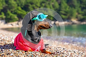 Funny dachshund dog in t-shirt and swimming glasses is sit on sandy beach. Sports and active lifestyle. Entertainment at