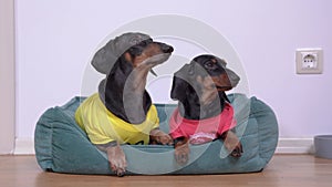 Funny dachshund dogs stare aside and run away from cushion