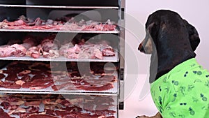 Funny dachshund licks meat delicacy on pan