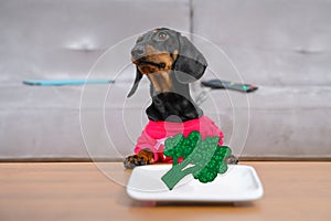 Funny dachshund puppy adheres to proper nutrition and healthy lifestyle so it eats tasteless boiled broccoli painted on
