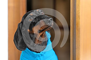 Funny dachshund puppy in blue waterproof jumpsuit looks out impatiently from behind slightly open door. Dog looks