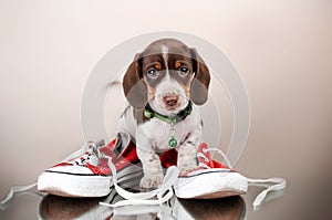 funny dachshund puppy cute cozy photo lovely pet dog portrait