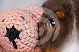 funny dachshund puppy cute cozy photo lovely pet dog portrait