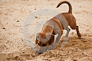 Funny dachshund puppy is digging hole on beach