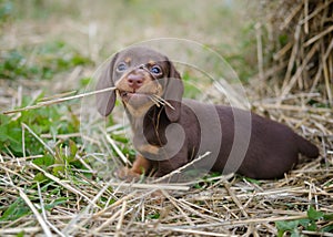 funny dachshund puppy nibbles dry grass
